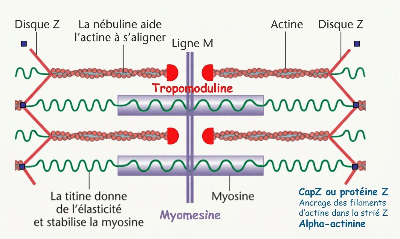 Complexe de la dystrophine reliant le cytosquelette d'actine à la matrice extracellulaire au sarcolemme