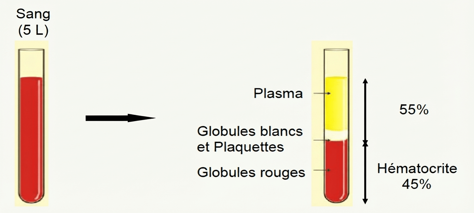 Composition du sang : plasma, couche leucoplaquettaire et hématocrite après centrifugation
