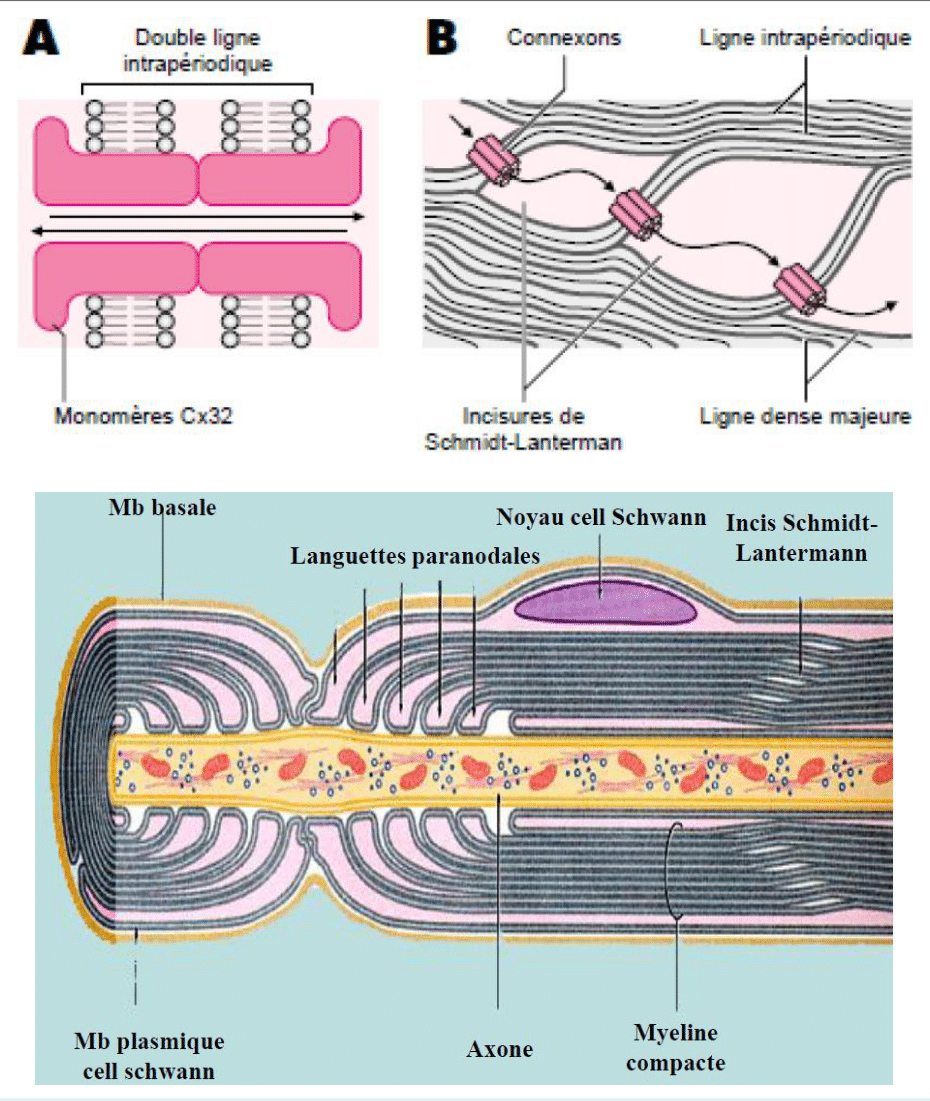 Détail moléculaire de la myéline : connexons, lignes intrapériodiques et incisures de Schmidt-Lanterman
