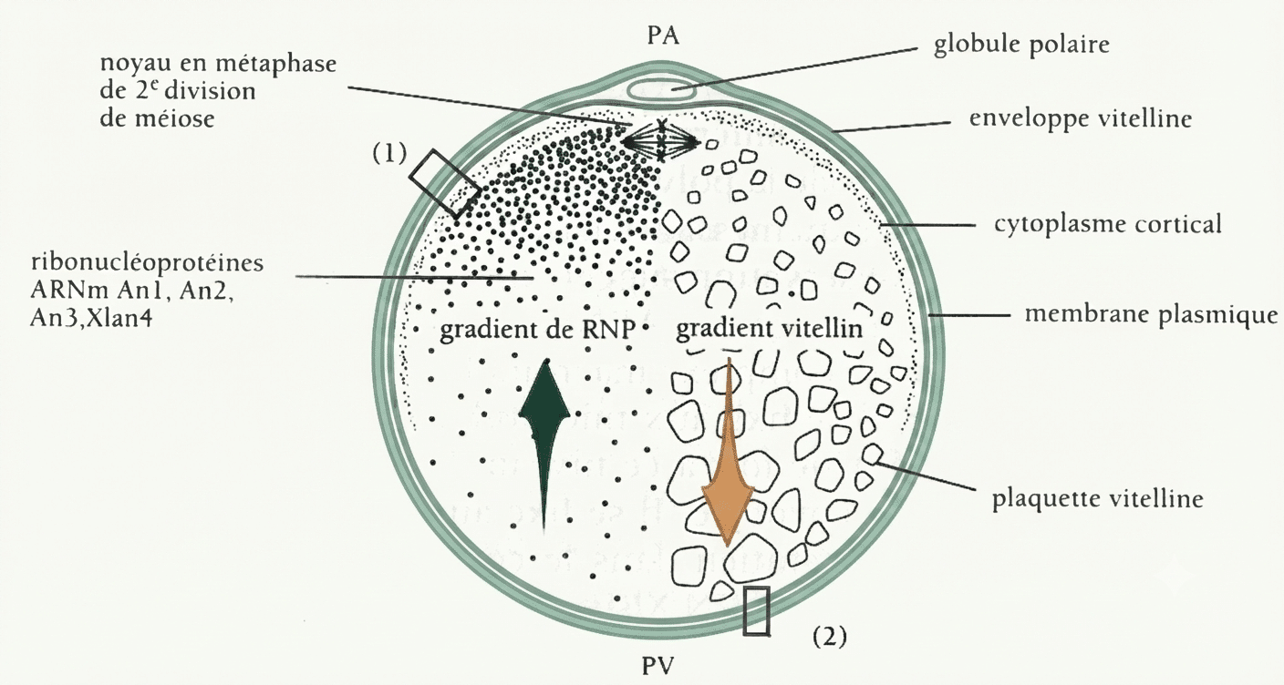 Contenu de l'ovocyte II : gradients de ribonucléoprotéines (pôle animal) et de plaquettes vitellines (pôle végétatif)