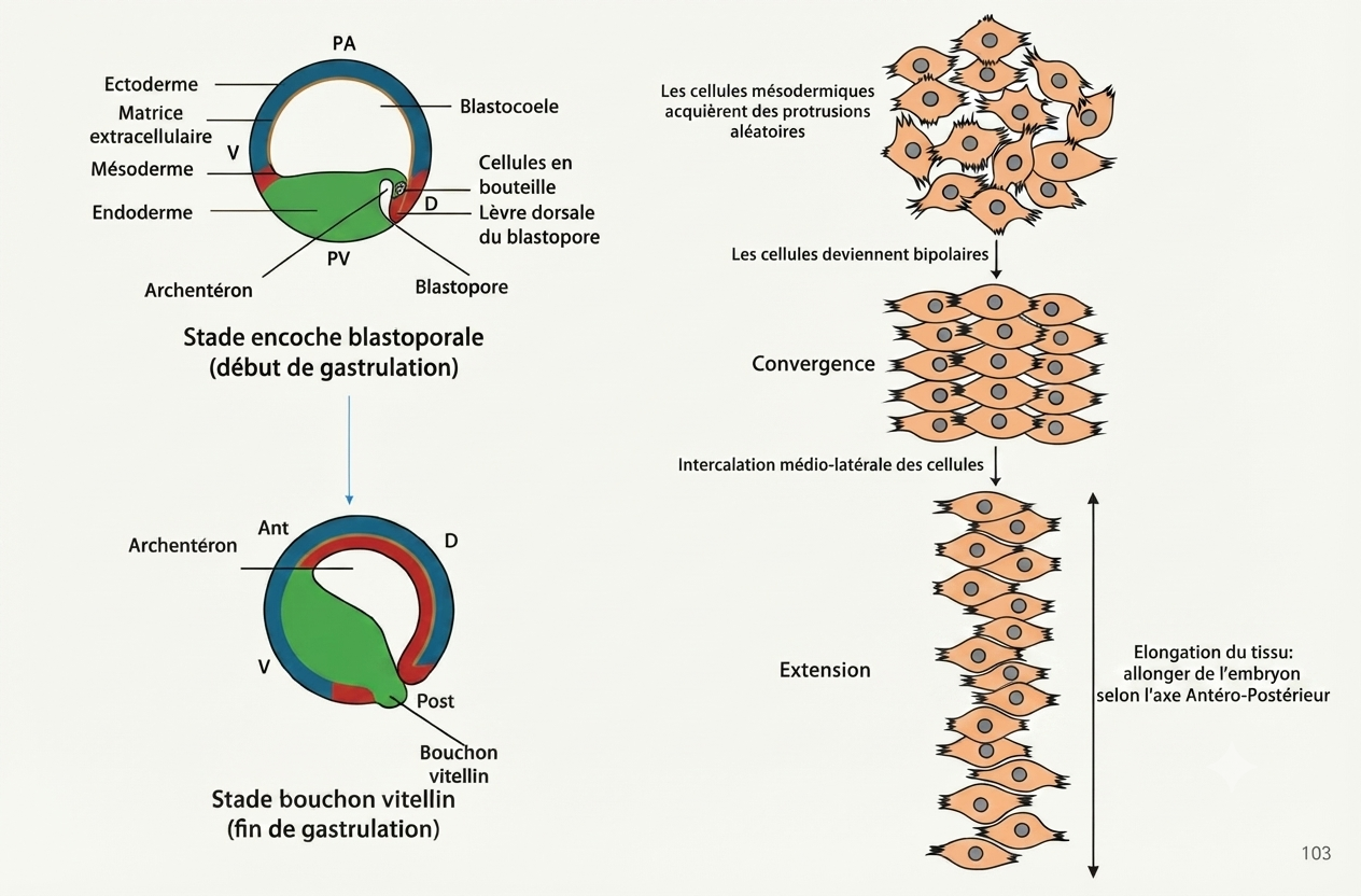 Intercalation médio-latérale des cellules du mésoderme dorsal formant la chorde et allongeant l'embryon selon l'axe antéro-postérieur