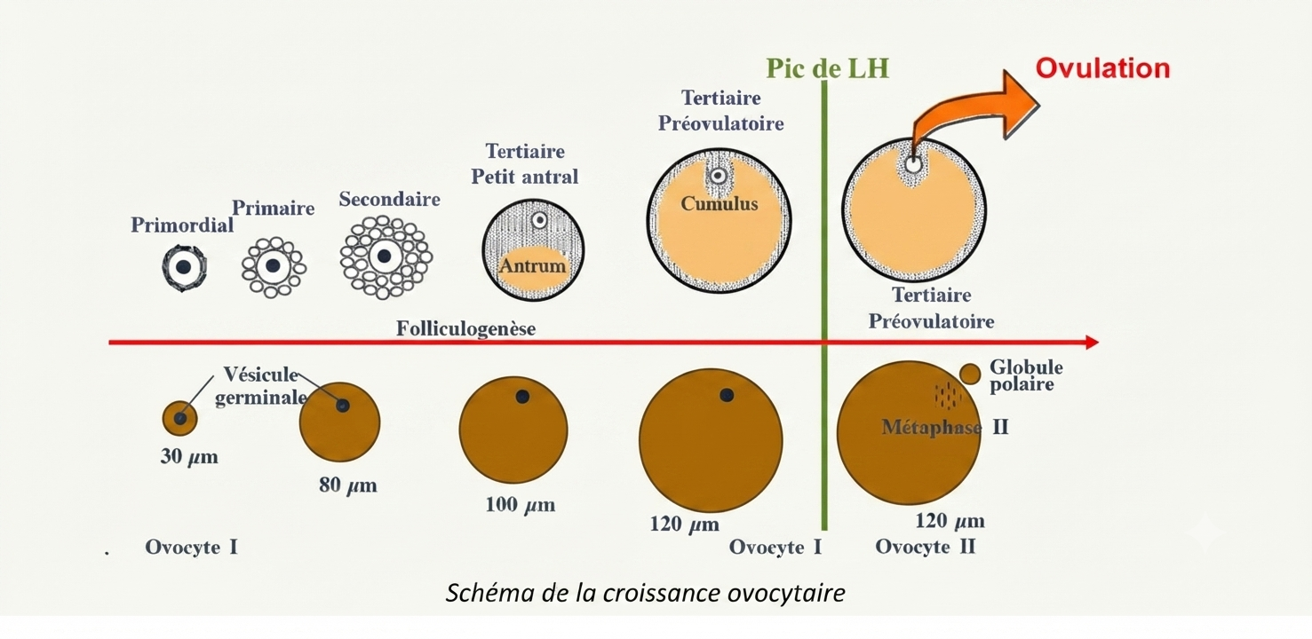 Croissance ovocytaire au cours de la folliculogenèse : évolution des tailles de l'ovocyte et du follicule