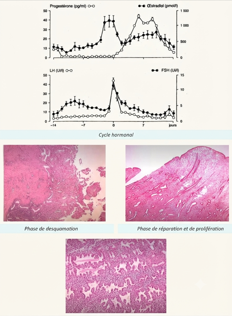 Cycle endométrial : courbes hormonales et phases histologiques (desquamation, prolifération, sécrétion)