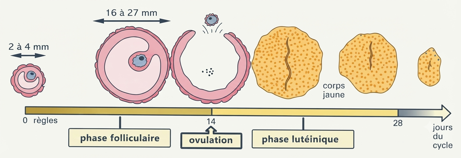 Le cycle ovarien : phase folliculaire, ovulation et phase lutéale