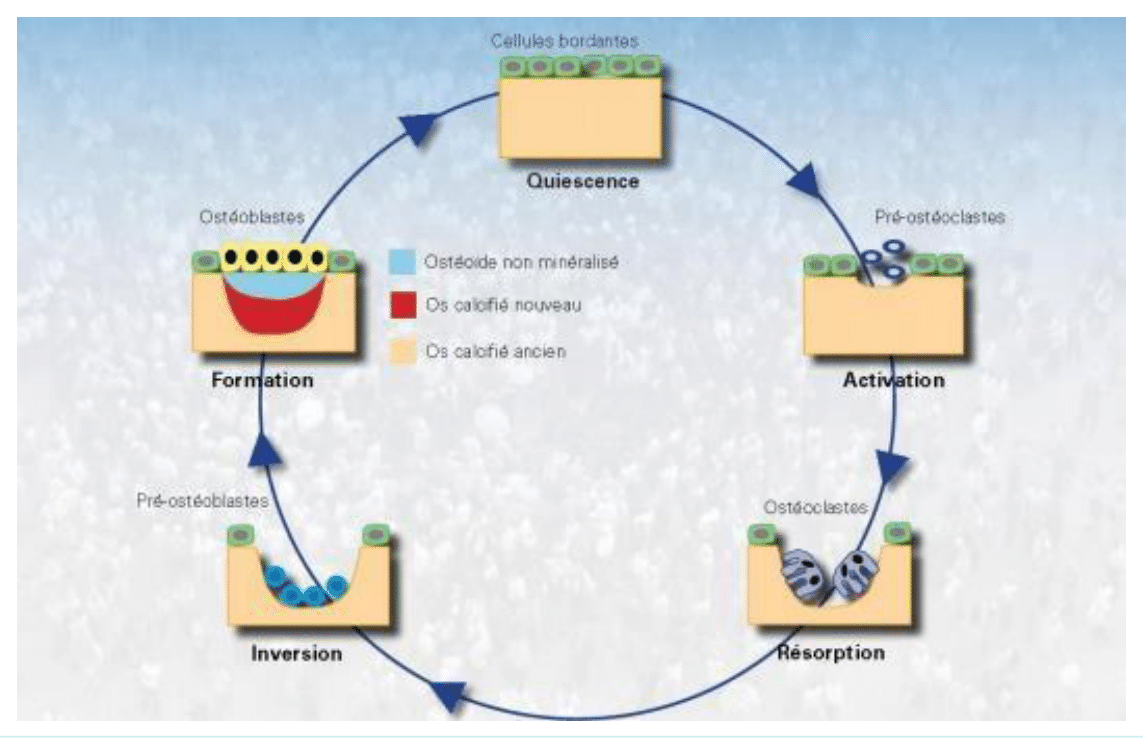 Cycle du remodelage osseux : quiescence, activation, résorption, inversion et formation