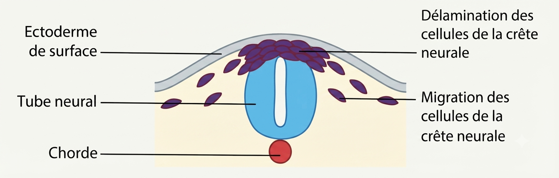 Délamination des cellules de la crête neurale par transition épithélio-mésenchymateuse, avec répression de la N-cadhérine
