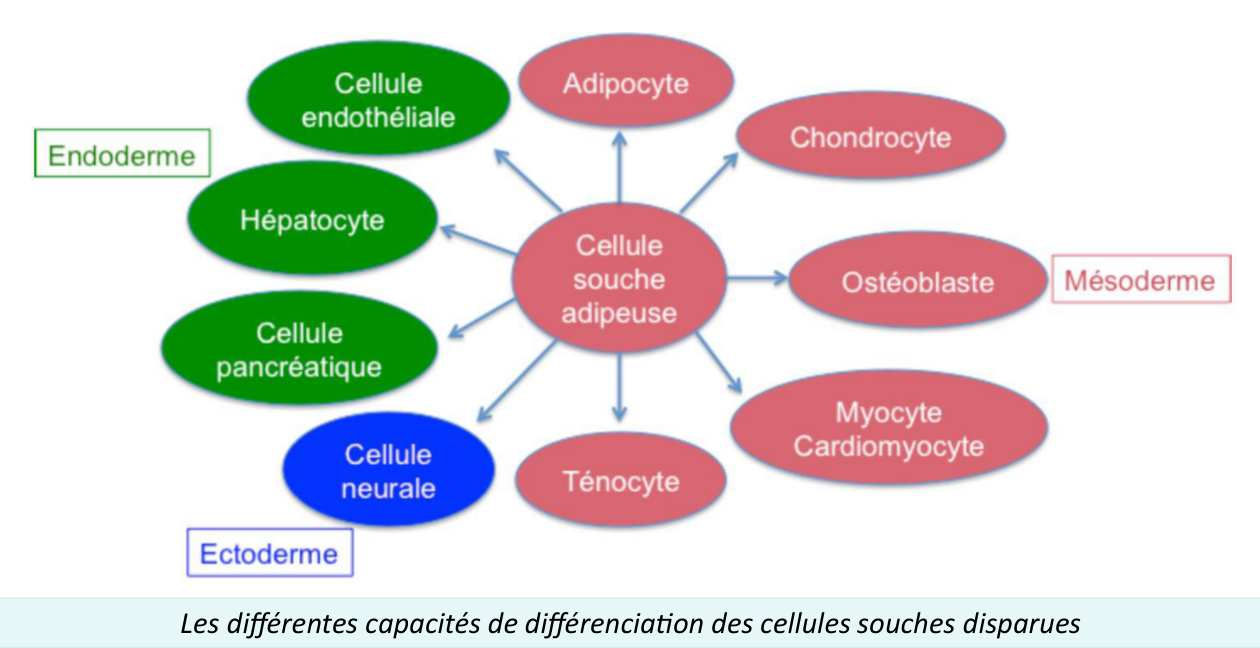 Dérivés de la cellule souche adipeuse