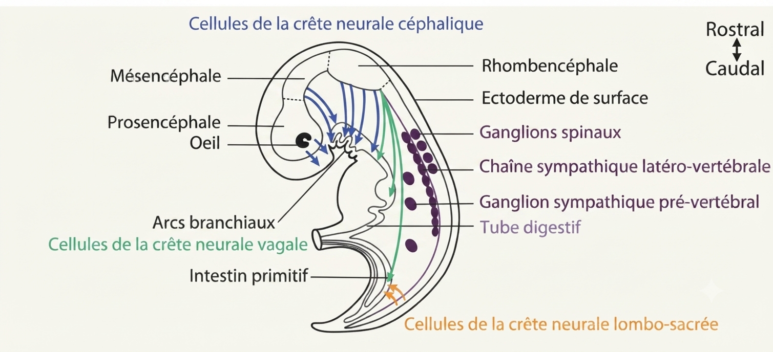 Manifestations du syndrome de Waardenburg liées à un défaut des mélanocytes issus de la crête neurale : mèche blanche, hétérochromie, surdité
