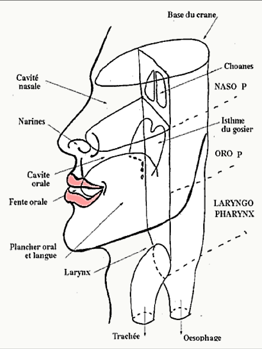 Schéma des étages du pharynx et de leurs rapports avec les cavités de la face