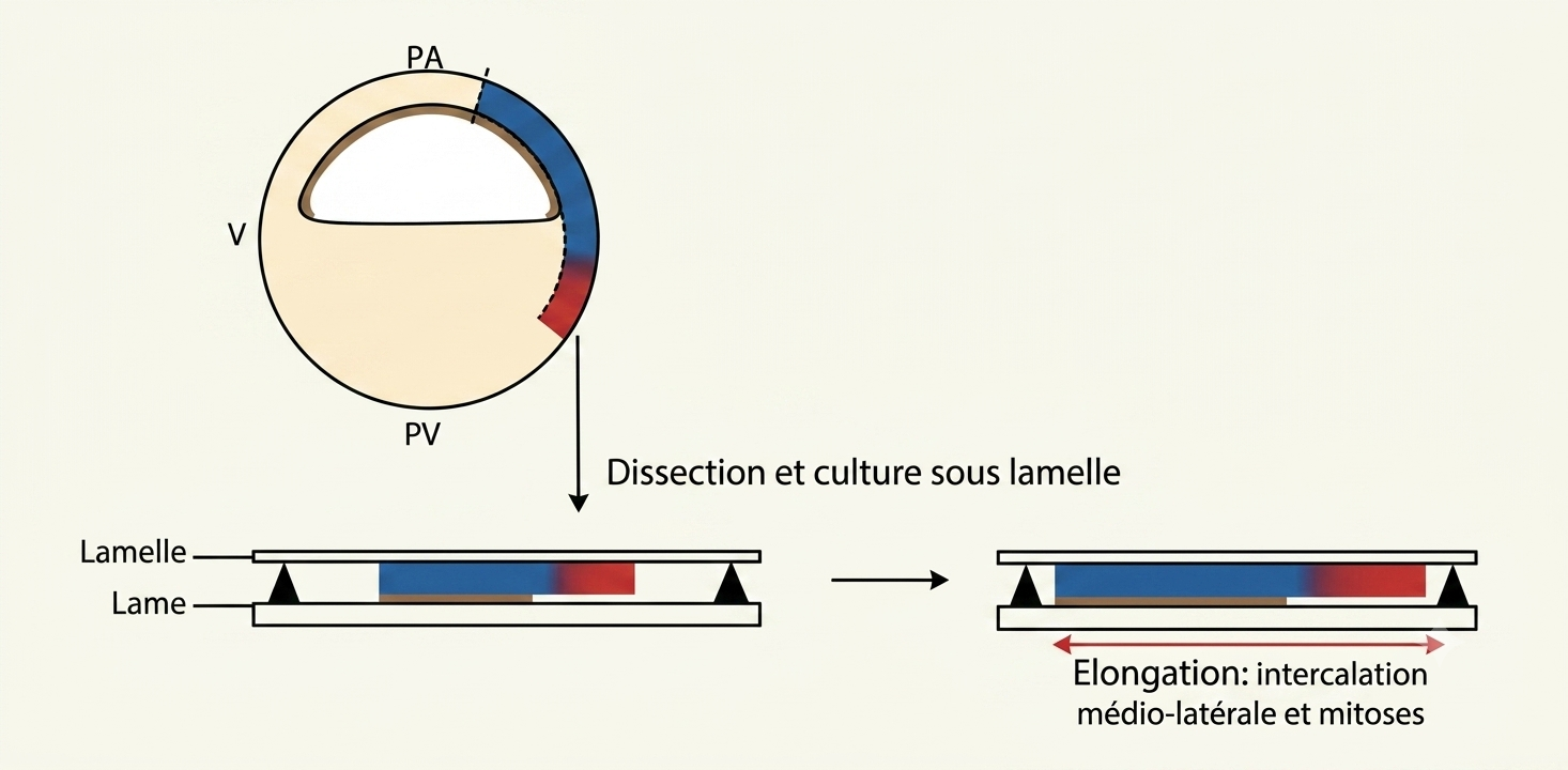 Sandwich de Keller : explants accolés empêchant la migration du mésoderme, l'allongement antéro-postérieur et l'induction neurale ayant néanmoins lieu