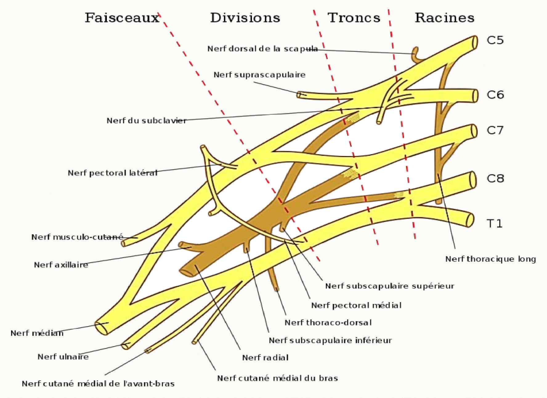 Schéma détaillé du plexus brachial : troncs supérieur, moyen et inférieur, divisions et faisceaux latéral, médial et postérieur