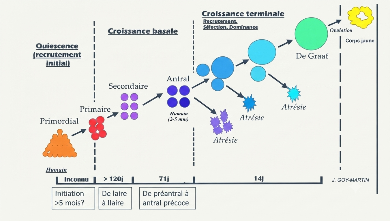 Dynamique de la folliculogenèse : quiescence, croissance, recrutement, sélection et dominance