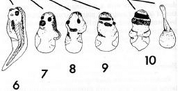 Échelle de dorsalisation des embryons (indice DAI de 6 à 10)