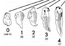 Échelle de ventralisation des embryons (indice DAI de 0 à 4)