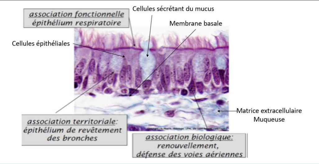Épithélium respiratoire et ses associations cellulaires : cellules épithéliales, cellules à mucus et membrane basale