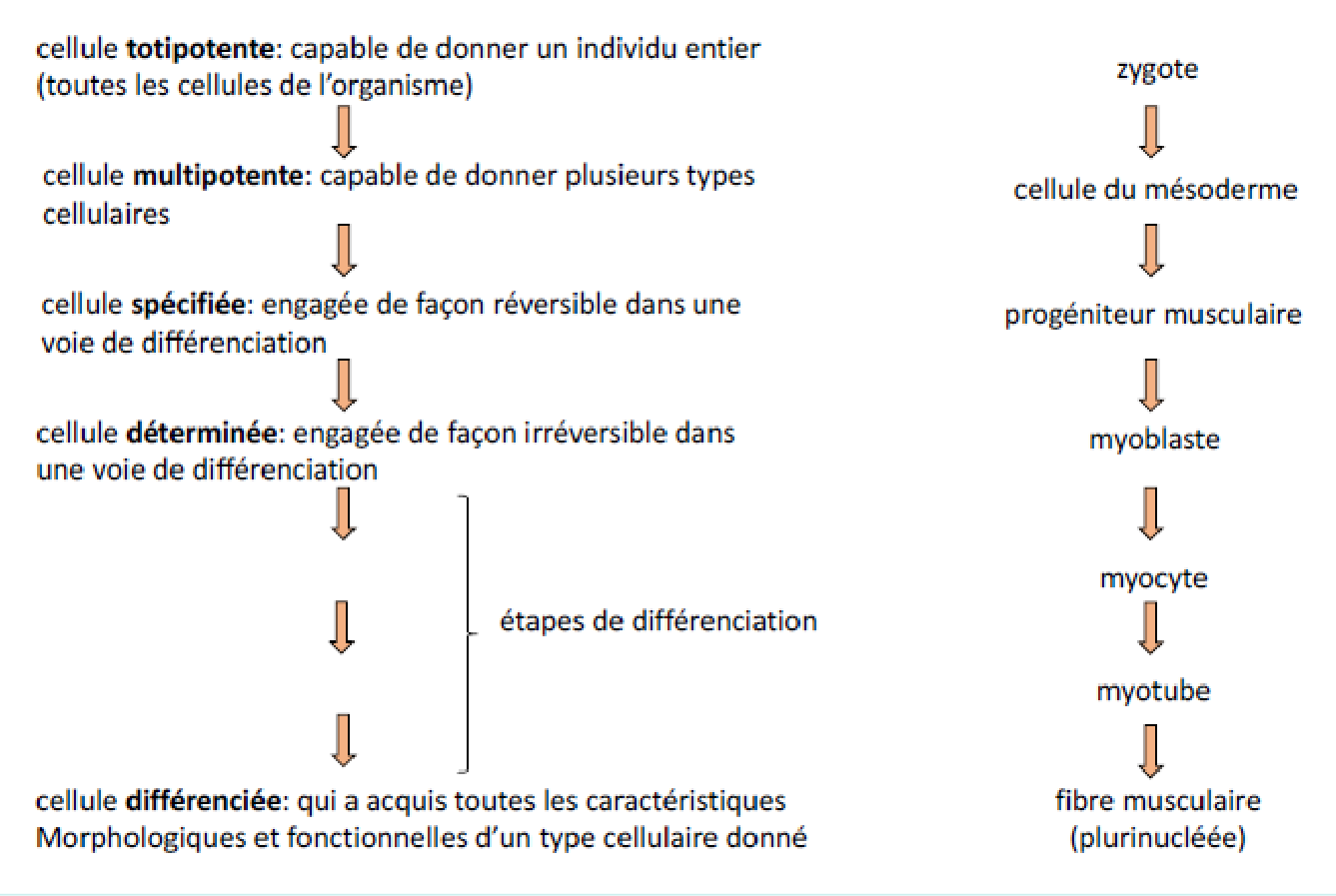 Les états de différenciation