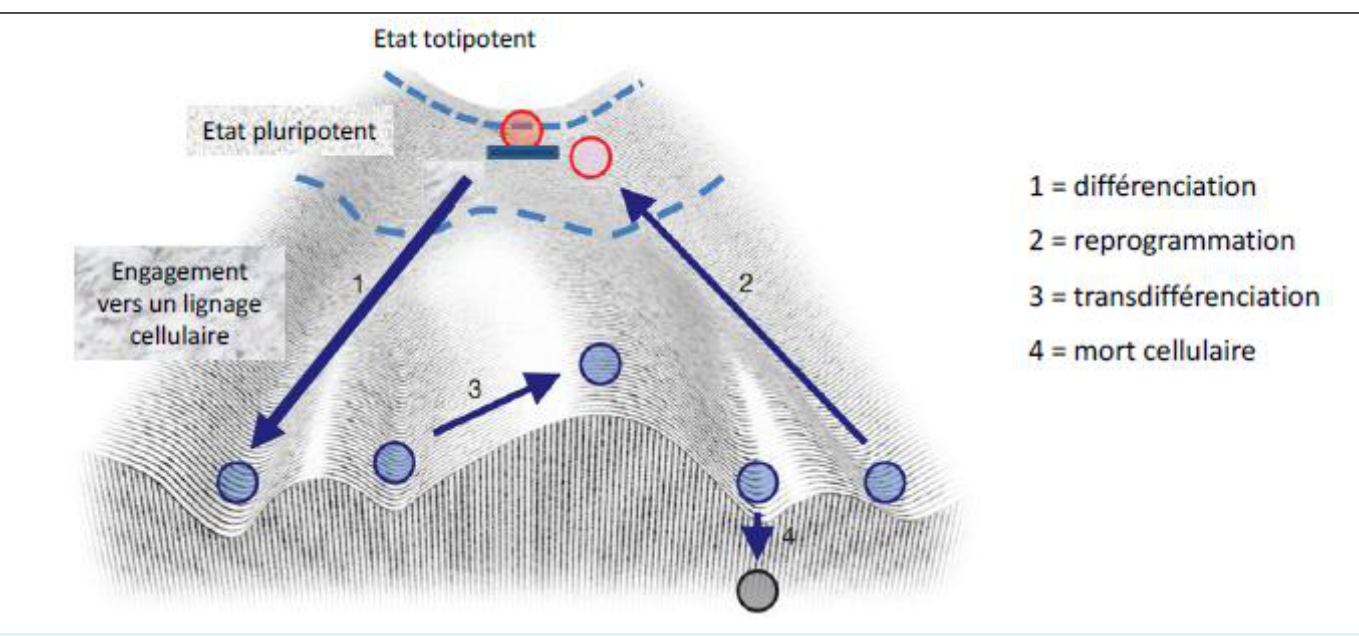 États et transitions cellulaires