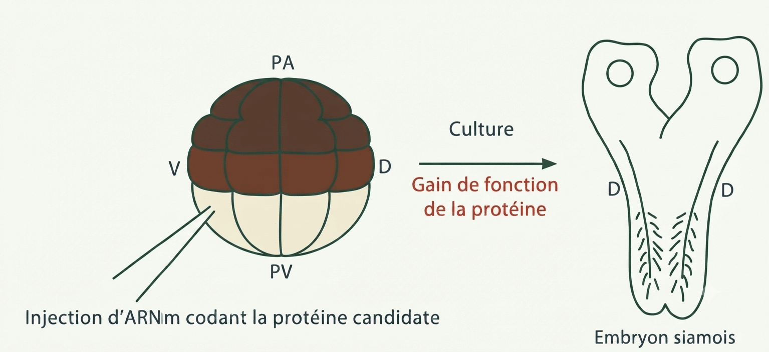 Injection ectopique d'ARNm de β-caténine en région ventrale d'un embryon induisant un second axe dorsal et un têtard siamois