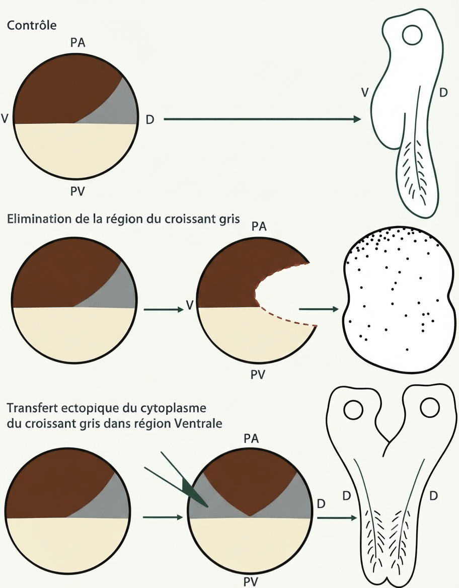 Rôle du croissant gris : embryon contrôle, ventralisé après ablation, et siamois après greffe ventrale