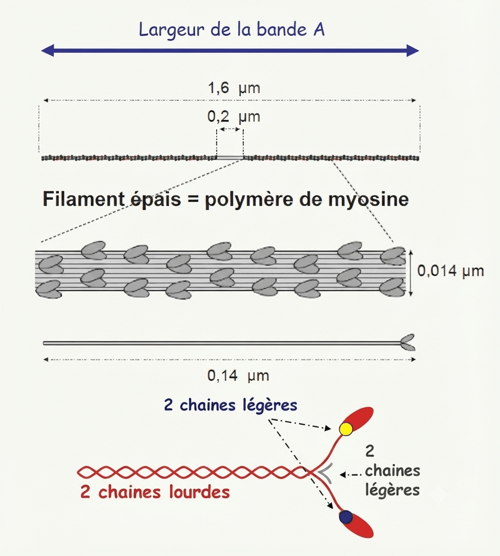 Filament épais de myosine, polymère de molécules à deux chaînes lourdes et deux chaînes légères