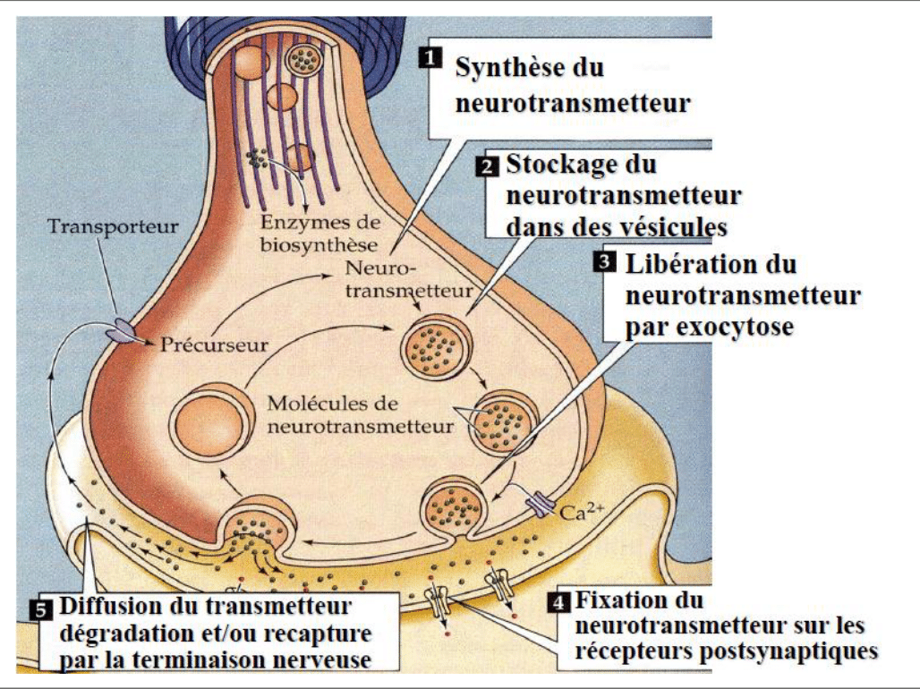 Étapes du fonctionnement d'une synapse chimique, de la synthèse à la recapture du neurotransmetteur