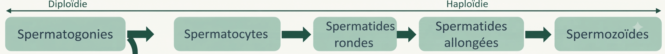 Comparaison méiose / mitose : appariement et recombinaison des homologues, absence de phase S entre M1 et M2
