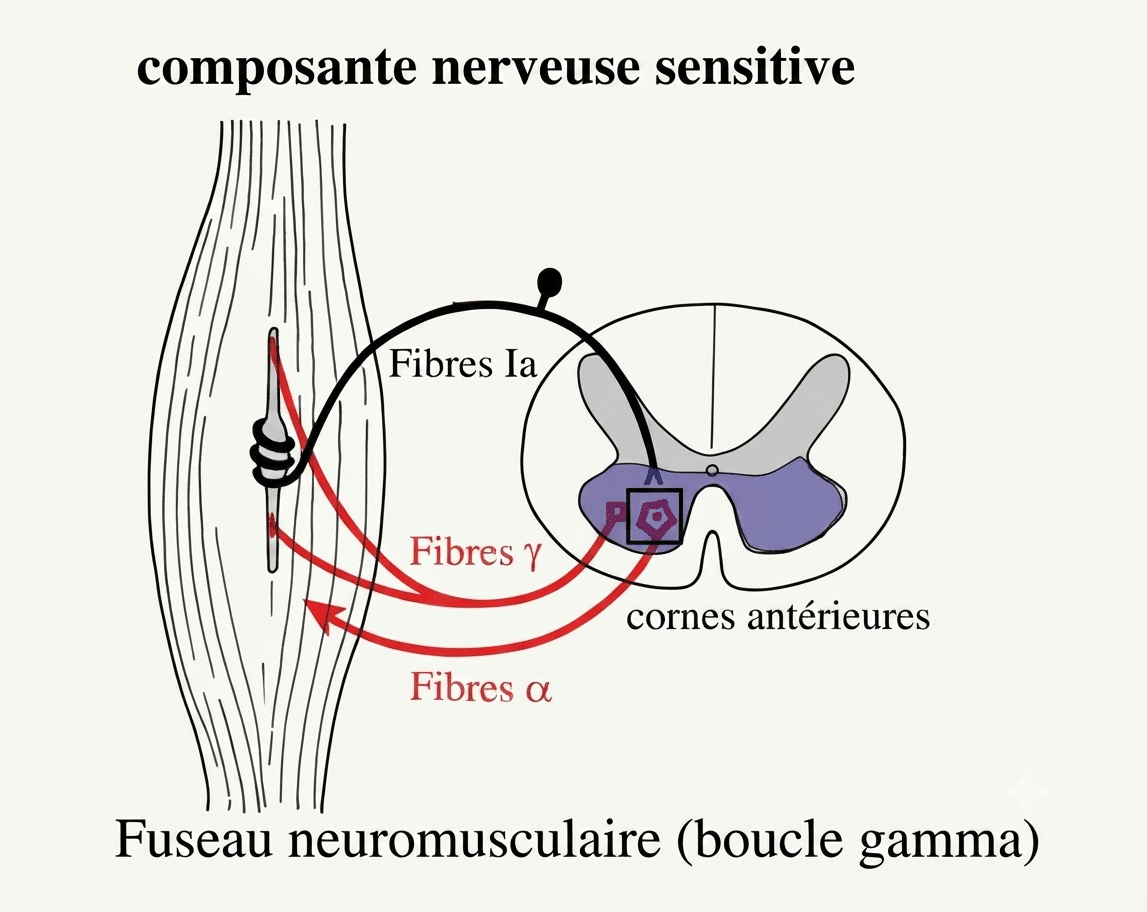 Fuseau neuromusculaire et boucle gamma reliant les fibres sensitives et motrices dans la moelle