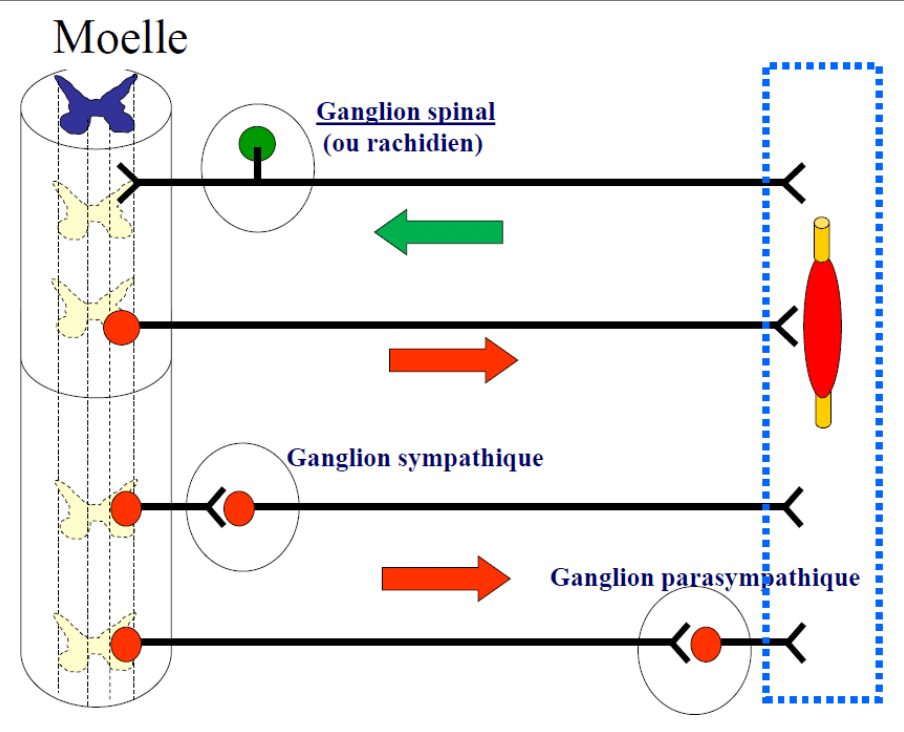 Organisation des ganglions spinal, sympathique et parasympathique le long de la moelle