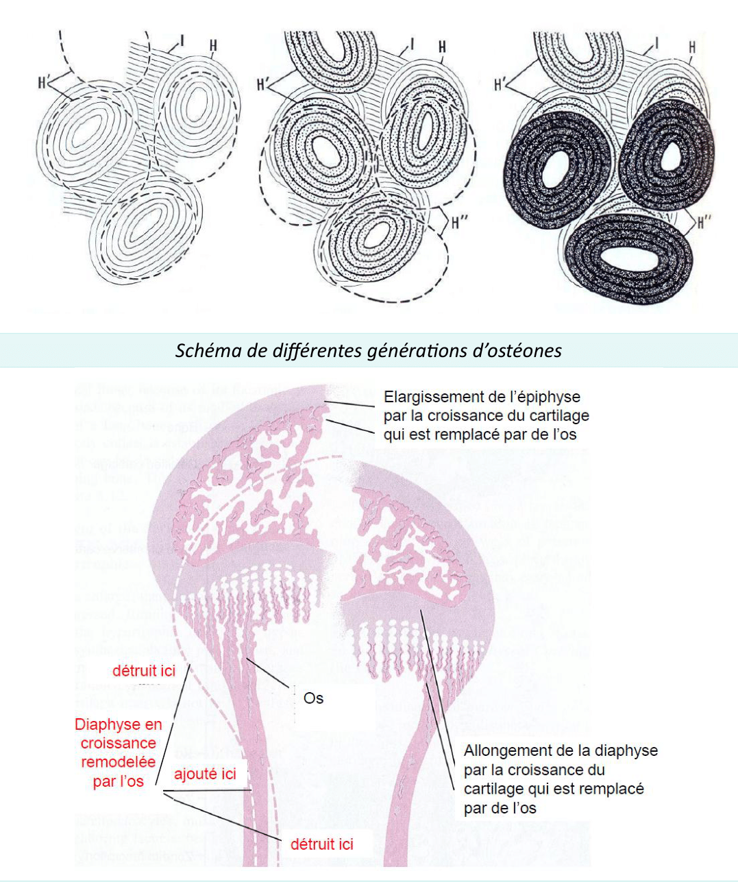 Générations d'ostéones et croissance de l'os par remodelage de l'épiphyse et de la diaphyse