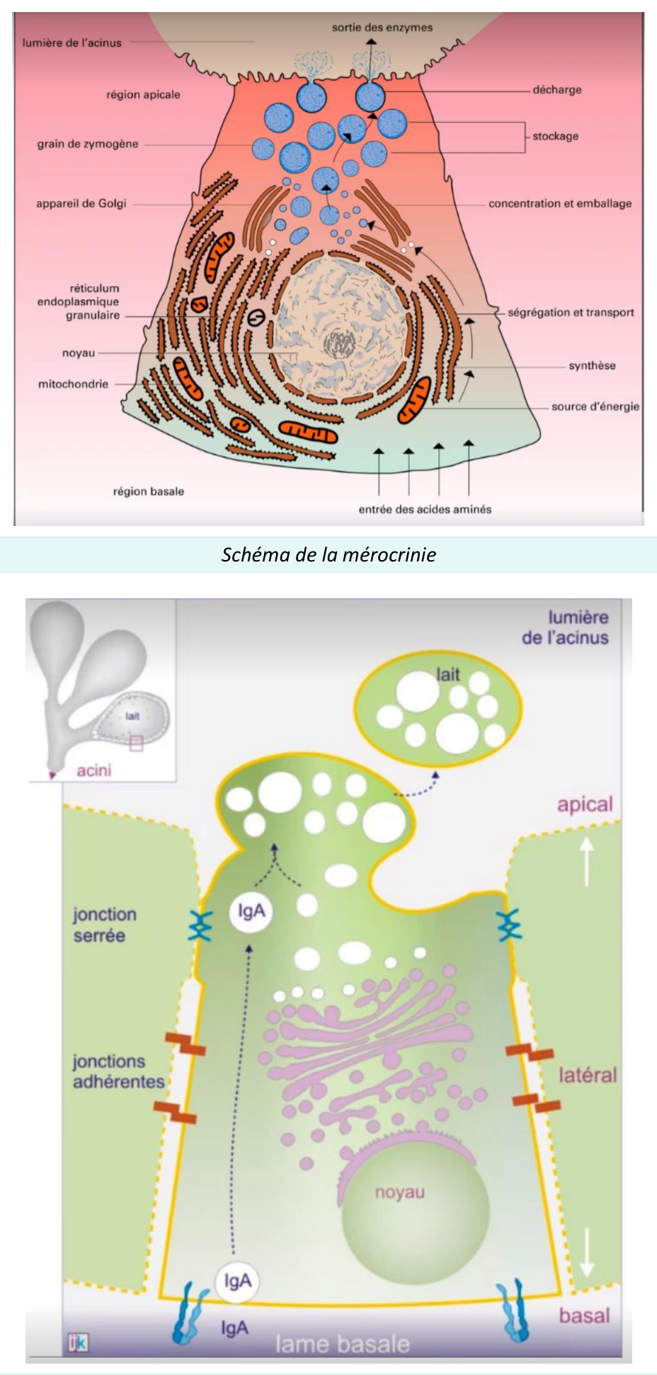 Schéma d'une glande endocrine déversant sa sécrétion dans le sang