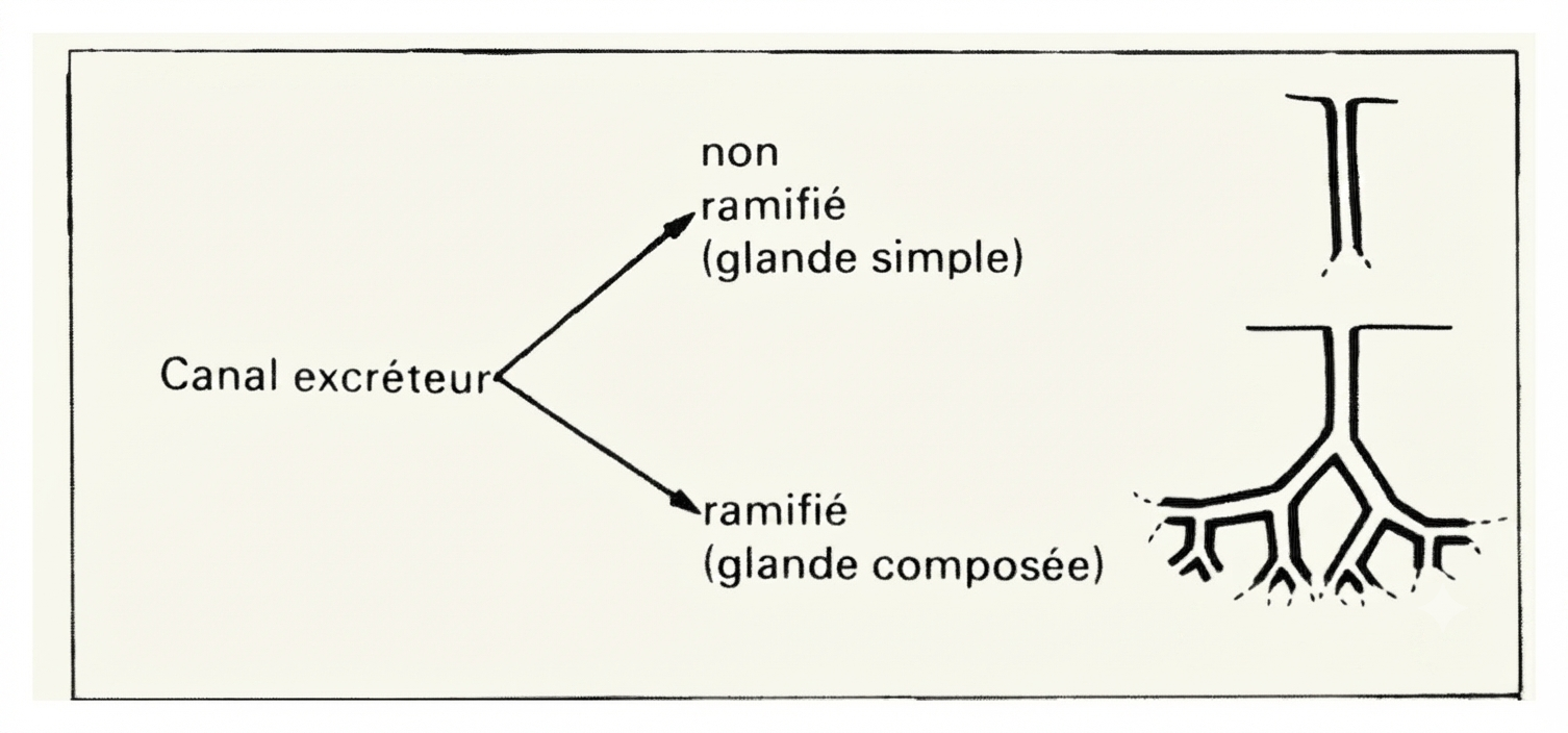 Classification des glandes exocrines selon leur canal excréteur : simple ou composée