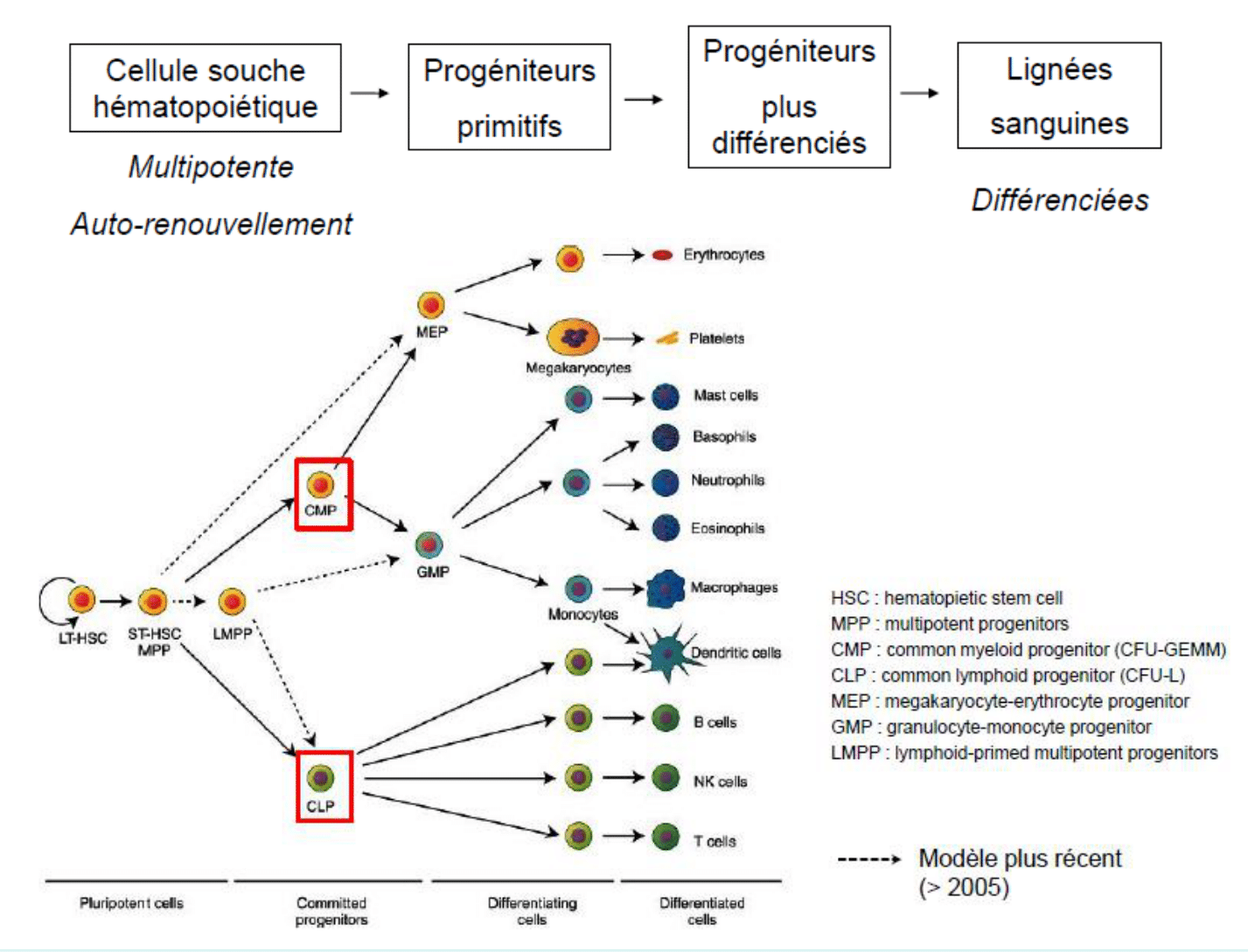 Arbre de l'hématopoïèse, de la cellule souche multipotente aux lignées sanguines