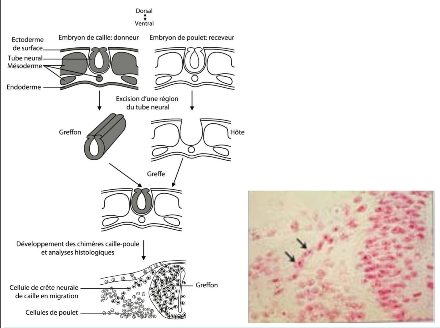 Technique des greffes caille-poule de Le Douarin : marquage naturel des cellules de caille pour suivre la migration de la crête neurale