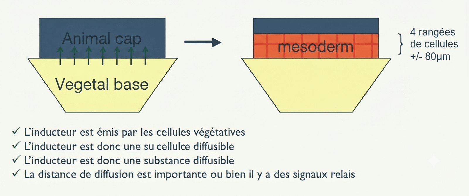 Induction du mésoderme : calotte animale associée à la base végétative de la blastula