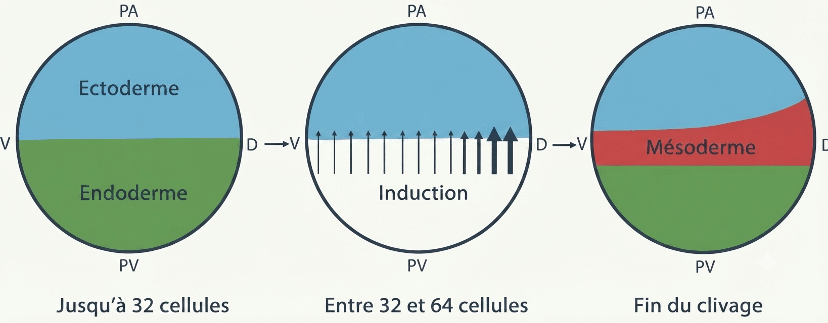 Induction du mésoderme testée à trois stades de clivage (apparition entre 32 et 64 cellules)