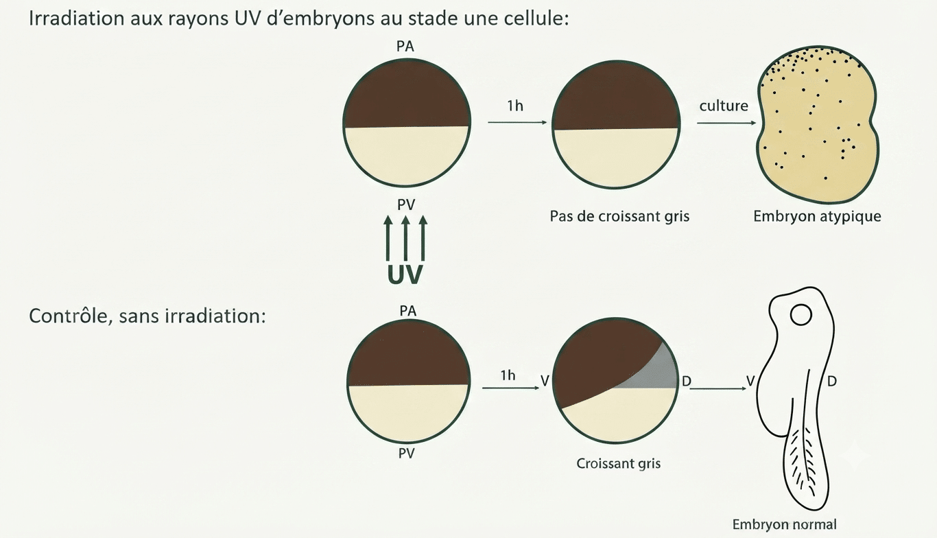 Irradiation UV du pôle végétatif : absence de croissant gris et embryon ventralisé