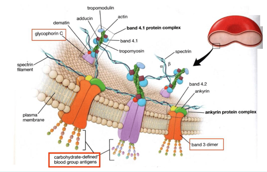 Squelette membranaire de l'hématie : réseau de spectrine ancré par l'ankyrine et la band 3