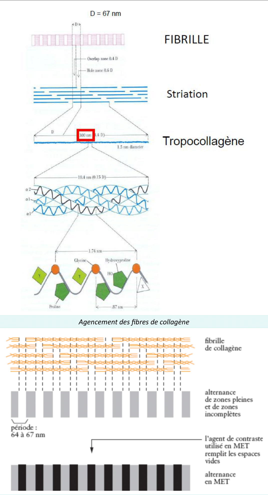 Assemblage des molécules de tropocollagène en fibrilles striées de collagène