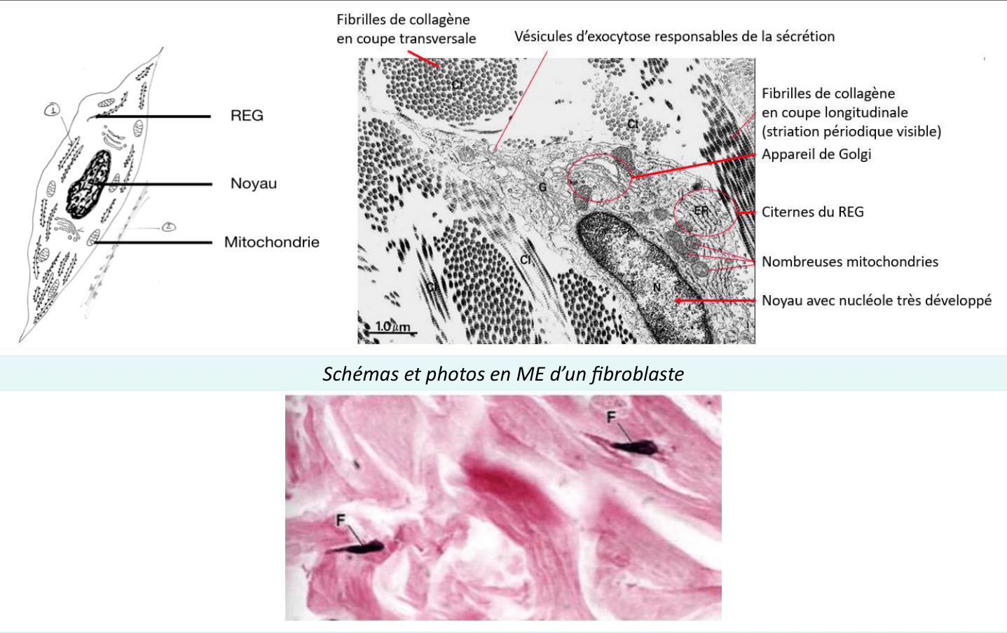 Fibroblaste sécréteur riche en réticulum granuleux, en schéma et microscopie électronique