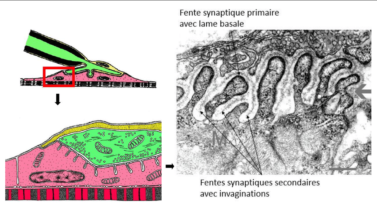 Jonction neuromusculaire avec sa fente synaptique primaire et ses fentes secondaires