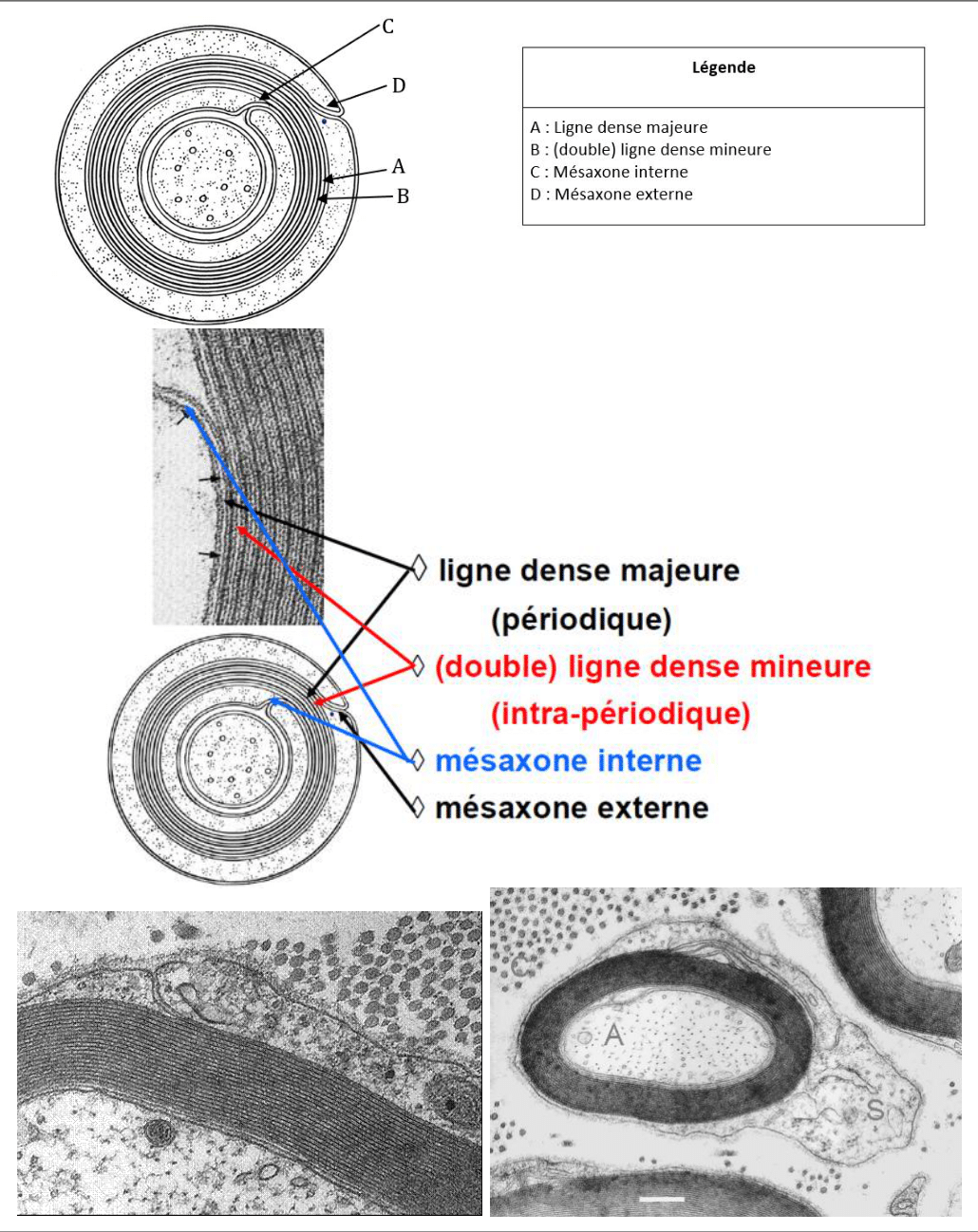 Lignes denses majeure et mineure de la myéline, en schéma et microscopie électronique