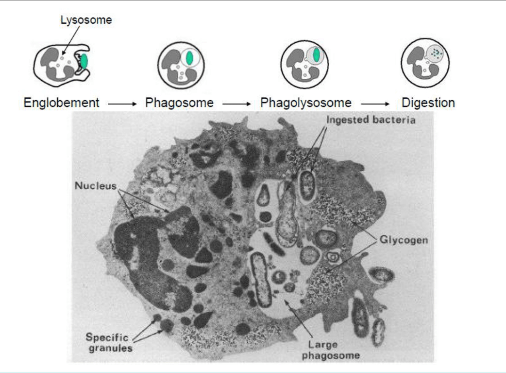 Étapes de la phagocytose d'une bactérie par un neutrophile, en schéma et microscopie électronique