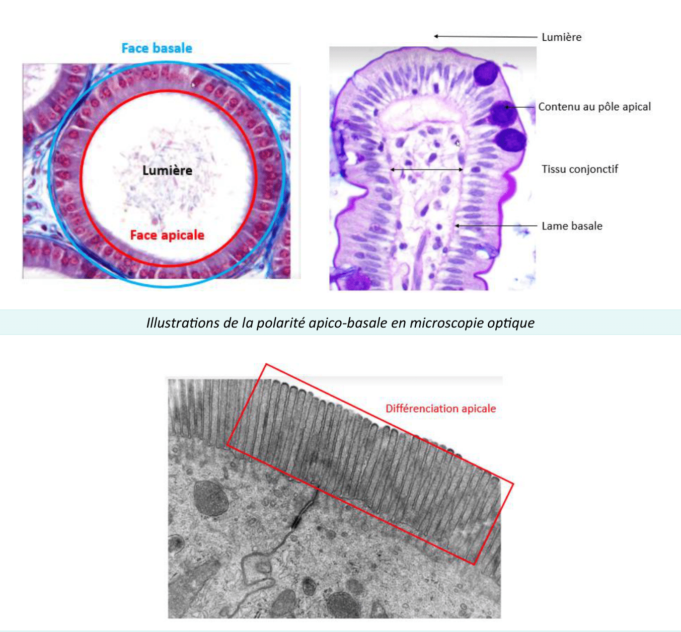 Polarité apico-basale d'une cellule épithéliale, du pôle apical au pôle basal