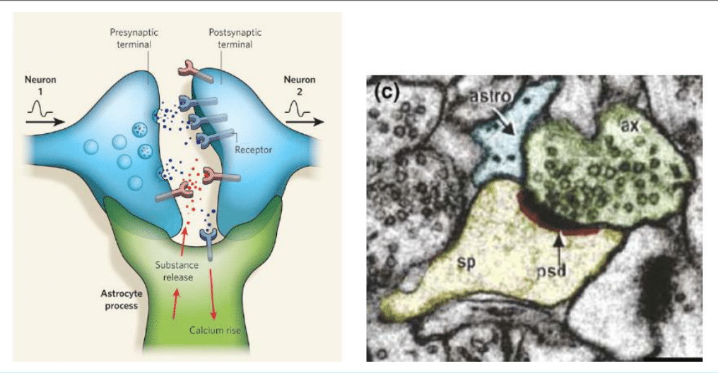 Synapse tripartite associant les deux neurones et un prolongement astrocytaire