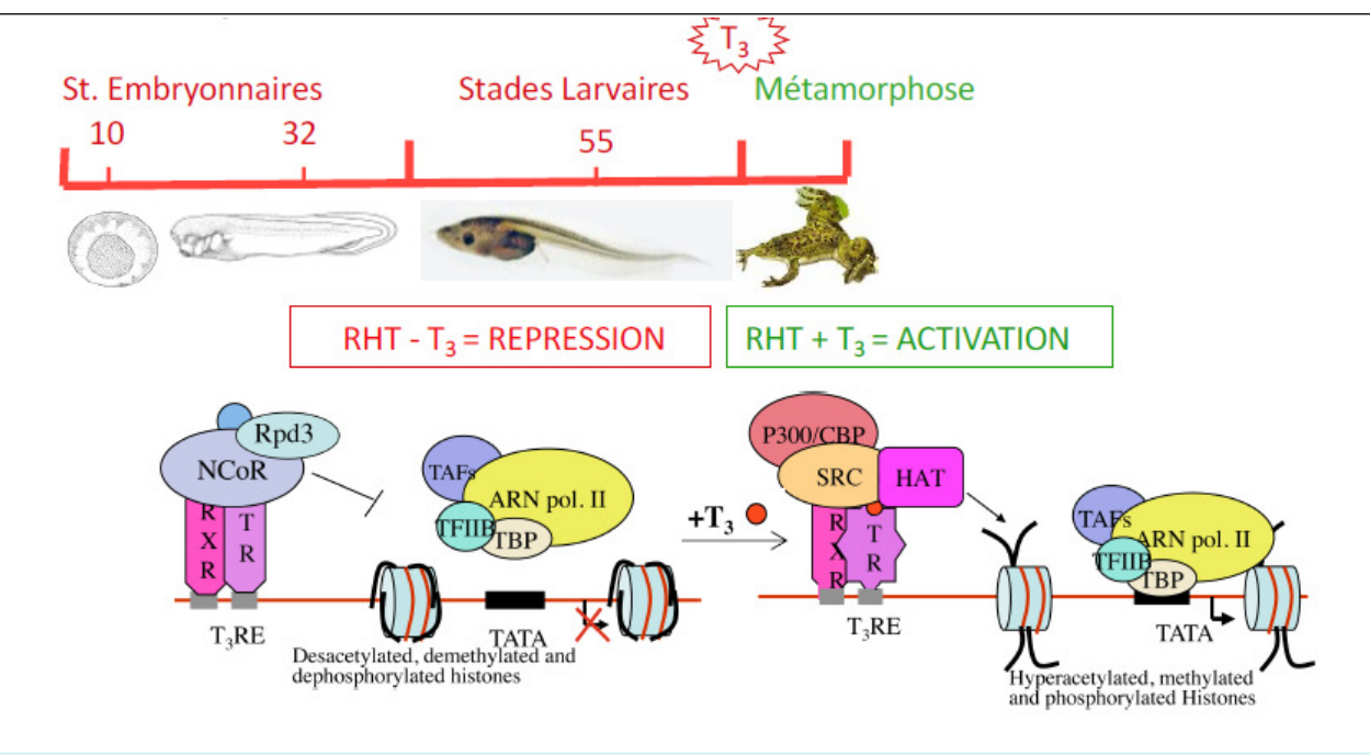 Métamorphose et hormones thyroïdiennes