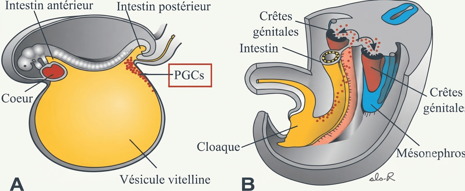 Migration des cellules germinales primordiales de la vésicule vitelline vers les crêtes génitales