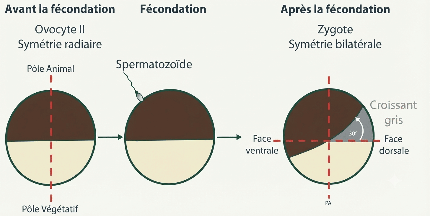 Rotation corticale après la fécondation : bascule du cortex et apparition du croissant gris