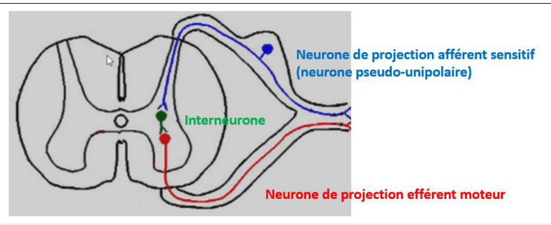 Neurones de la moelle : afférent sensitif, interneurone et efférent moteur