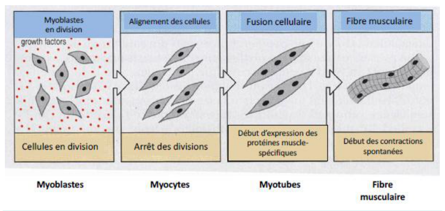 De myoblaste à fibre musculaire