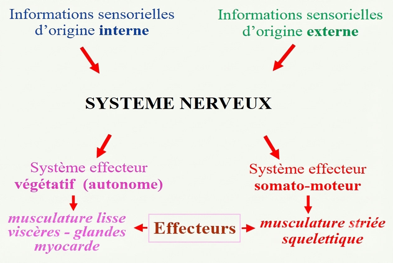 Organisation du système nerveux : voies sensorielles et systèmes effecteurs végétatif et somato-moteur